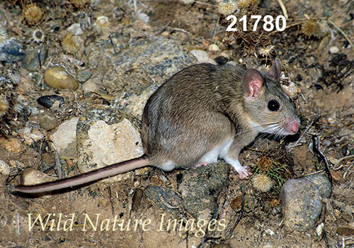 White-toothed Woodrat (Neotoma leucodon)